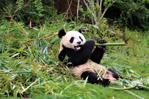 Un panda de Beauval mange une pousse de bambou